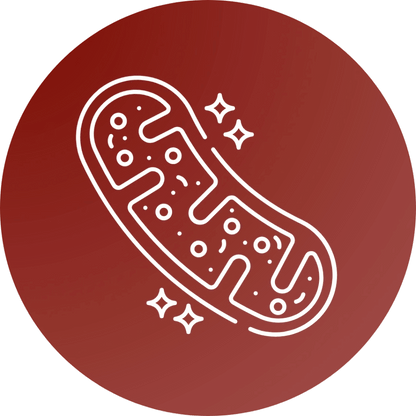 Sorelux Red Light Therapy Belt